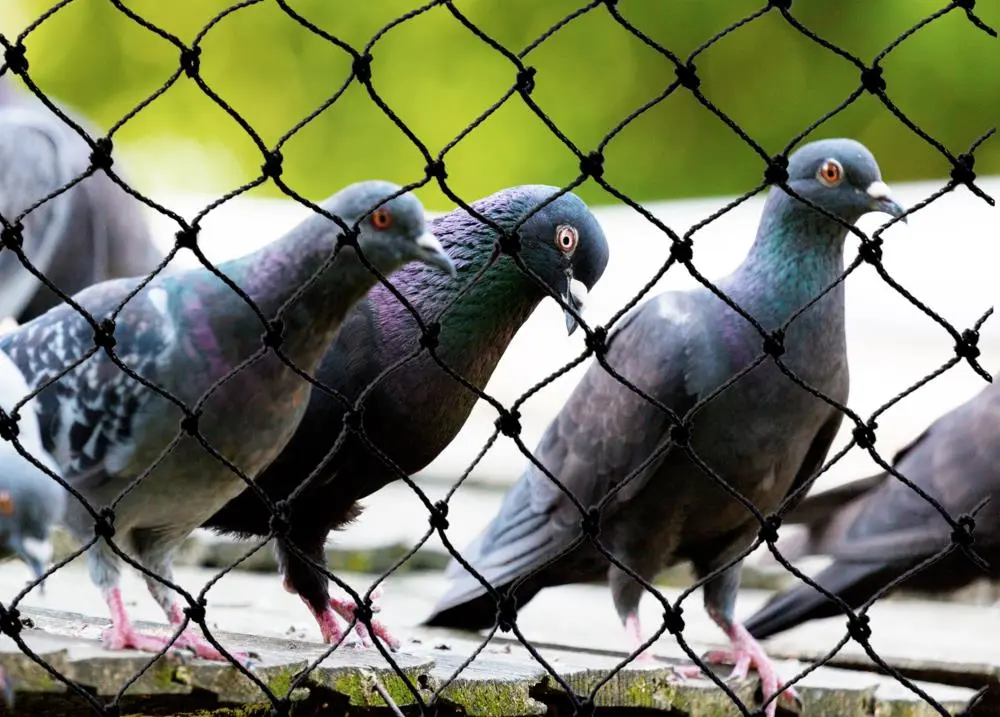 Pigeon Net